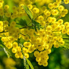 Mimosa Absolute