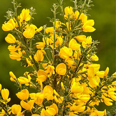 buy broom absolute