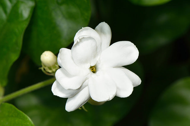 Jasmine Sambac Absolute bottle with golden liquid, known for its exotic aroma, therapeutic benefits, and use in perfumes, skincare, and aromatherapy.