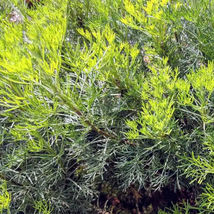Buy davana oil