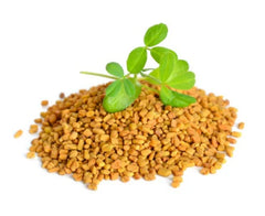 Fenugreek Co2 Extract Oil
