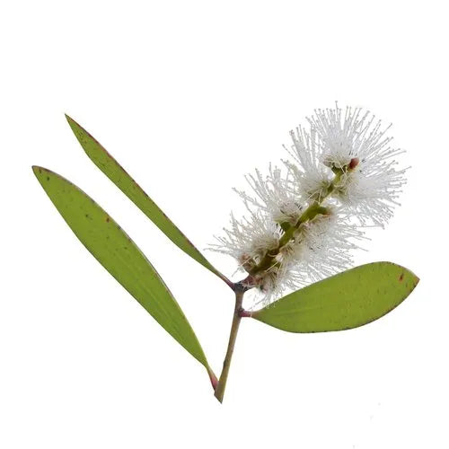 Niaouli Oil